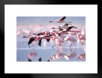 Pink Flamingos Flying Photo Photograph Flamingo Prints Flamingo Wall Decor Beach Theme Bathroom Decor Wildlife Print Pink Flamingo Bird Exotic Beach Poster Matted Framed Art Wall Decor 26x20