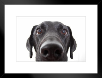 Curious Black Labrador Retriever Dog Close Up Black Lab Face Portrait Cute Nose Closeup Photo Photograph Matted Framed Art Wall Decor 26x20
