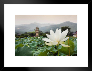 Close Up of Beautiful White Lotus Flower Gyeongsang Province South Korea Photo Photograph Matted Framed Art Wall Decor 26x20