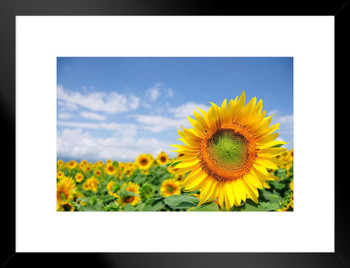 Close Up of Sunflower in Field with Blue Sky in Provence France Photo Matted Framed Art Print Wall Decor 26x20 inch