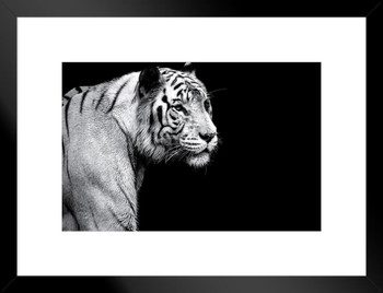 White Tiger Black and White Tiger Art Print Tiger Pictures Wall Decor Tiger Stripe Print Jungle Animal Art Print Tiger Whiskers Decor Pictures of Tigers Photo Matted Framed Art Wall Decor 26x20