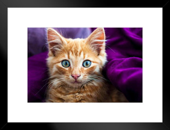 Softness Fluffy Ginger Kitty Kitten Photo Baby Animal Portrait Photo Cat Poster Cute Wall Posters Kitten Posters for Wall Baby Poster Inspirational Cat Poster Matted Framed Art Wall Decor 26x20