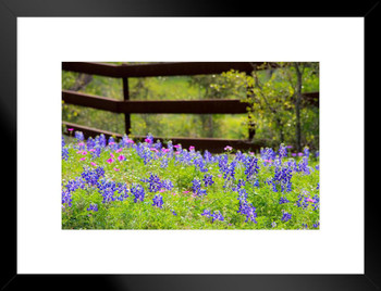 Texas Bluebonnets in a Fenced Field Pasture Photo Matted Framed Art Print Wall Decor 26x20 inch