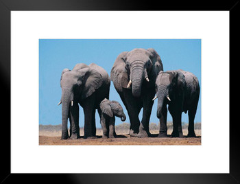 African Elephants and Calf Photo Photograph African Elephant Wall Art Elephant Posters For Wall Elephant Art Print Elephants Wall Decor Photo of Elephant Tusks Matted Framed Art Wall Decor 26x20