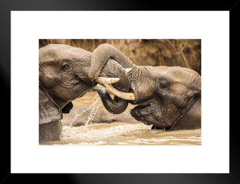 Young Elephants Wrestling Photo Photograph African Elephant Wall Art Elephant Posters For Wall Elephant Art Print Elephants Wall Decor Photo of Elephant Tusks Matted Framed Art Wall Decor 26x20