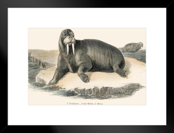 Walrus Illustration 1803 Antique Style Walrus Posters of Wild Animals Walrus Art Print Pictures of the Sea Walrus Wall Decor Underwater Posters Matted Framed Art Wall Decor 26x20