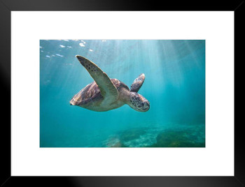 Green Sea Turtle Swimming Through Sun Rays Photo Sea Turtle Pictures Turtle Poster Aquatic Pictures Sea Prints Wall Art Turtle Shell Art Turtle Pictures Wall Art Matted Framed Art Wall Decor 26x20