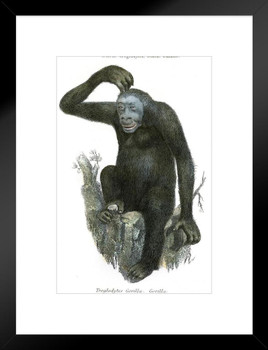 Gorilla Scratching Head Antique 1803 Illustration Pictures Of Gorillas Poster Primate Poster Gorilla Picture Paintings For Living Room Decor Wildlife Art Print Matted Framed Art Wall Decor 20x26