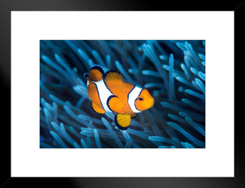 Ocellaris Clownfish Among Tentacles Sea Anemone Photo Matted Framed Art Print Wall Decor 26x20 inch