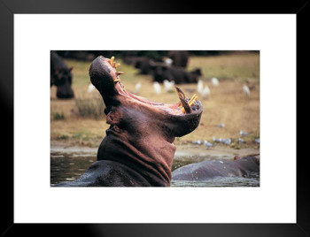 Hippopotamus with Mouth Open Queen Elizabeth Park Photo Matted Framed Art Print Wall Decor 26x20 inch