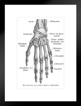 Bones of Hand Anatomy 1857 German Illustration Educational Chart Matted Framed Art Print Wall Decor 26x20 inch