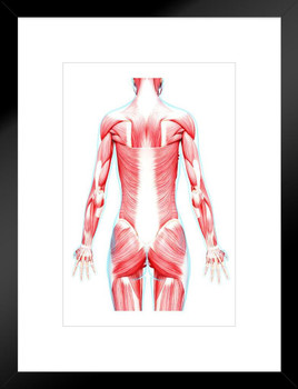 Female Musculature Human Body Classroom Educational Chart Matted Framed Art Print Wall Decor 20x26 inch