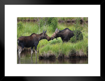 Two Moose Checking In Rocky Mountains Colorado Photo Matted Framed Art Print Wall Decor 26x20 inch