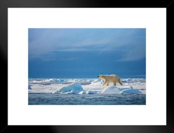 Polar Steps Polar Bear in the Wild Photo White Polar Big Bear Poster Large Bear Picture of a Bear Posters for Wall Bear Print Wall Art Bear Pictures Wall Decor Matted Framed Art Wall Decor 26x20