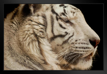 White Tiger Close Up Photo Photograph Tiger Art Print Tiger Pictures Wall Decor Tiger Stripe Print Jungle Animal Art Print Tiger Whiskers Decor Pictures Matted Framed Art Wall Decor 26x20