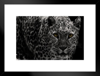 Leopard Close Up Black and White Leopard Pictures Wall Decor Jungle Animal Pictures for Wall Posters of Wild Animals Jungle Leopard Print Decor Animal Wall Decor Matted Framed Art Wall Decor 26x20