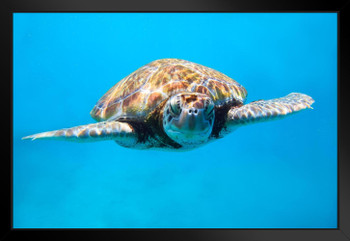 Sea Turtle Close Up Photo Sea Turtle Pictures Turtle Poster Aquatic Pictures Sea Prints Wall Art Turtle Shell Art Turtle Pictures Wall Art Wall Turtle Decor Matted Framed Art Wall Decor 26x20