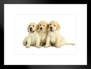 Three Labrador Retriever Puppies Posing Puppy Posters For Wall Funny Dog Wall Art Dog Wall Decor Puppy Posters For Kids Bedroom Animal Wall Poster Animal Posters Matted Framed Art Wall Decor 26x20