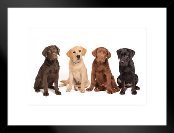 Four Labrador Puppies Dogs Lineup Different Color Brown Puppy Cute Animal Dog Breed Photo Photograph Matted Framed Art Wall Decor 26x20