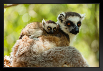 Ring Tailed Lemur and Baby Isalo National Park Photo Matted Framed Art Print Wall Decor 26x20 inch