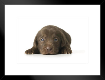 Close Up Adorable Brown Labrador Retriever Puppy Lying Down Dog Face Portrait Animal Photo Photograph Matted Framed Art Wall Decor 26x20