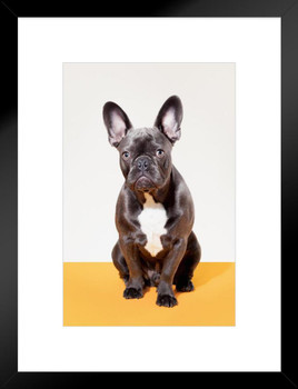 Portrait of French Bulldog Sitting Puppy Posters For Wall Funny Dog Wall Art Dog Wall Decor Puppy Posters For Kids Bedroom Animal Wall Poster Cute Animal Posters Matted Framed Art Wall Decor 20x26