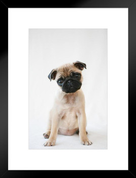 Pug Puppy Sitting Obediently Photo Puppy Posters For Wall Funny Dog Wall Art Dog Wall Decor Puppy Posters For Kids Bedroom Animal Wall Poster Cute Animal Posters Matted Framed Art Wall Decor 20x26