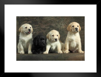 Togetherness Labrador Retriever Puppies Puppy Posters For Wall Funny Dog Wall Art Dog Wall Decor Puppy Posters For Kids Bedroom Animal Wall Poster Cute Animal Matted Framed Art Wall Decor 26x20