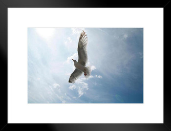 Seagull of Peace Photo Photograph Ocean Bird Pictures Wall Decor Beautiful Art Wall Decor Feather Prints Wall Art Nature Wildlife Animal Bird Prints Matted Framed Art Wall Decor 26x20