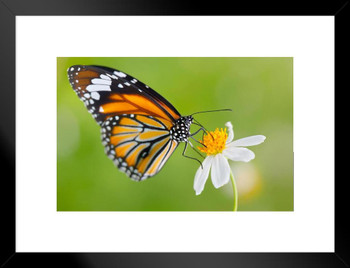 Monarch Butterfly on Flower Photo Photograph Butterfly Poster Vintage Poster Prints Butterflies in Flight Wall Decor Butterfly Illustrations Insect Art Matted Framed Art Wall Decor 26x20