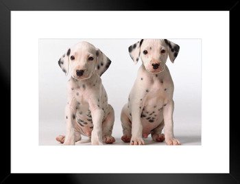 Two Cute Dalmatian Puppies Look Questioningly Photo Matted Framed Art Print Wall Decor 26x20 inch