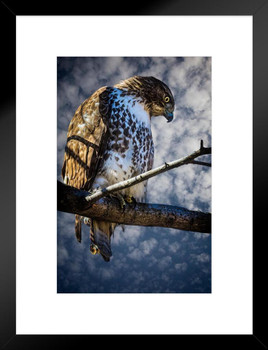 Central Park Red Tail Hawk by Chris Lord Photo Art Print Matted Framed Wall Art 20x26 inch