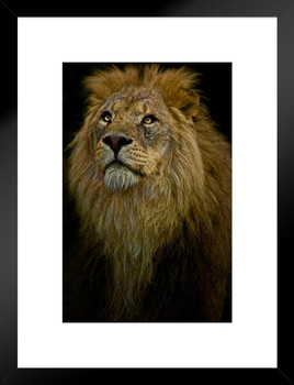 Waiting Lion by Chris Lord Male Lion Mane Lion Posters For Wall Lion Pictures Wall Decor Picture Of Lions African Travel Poster Safari Picture Lions Home Decor Matted Framed Art Wall Decor 20x26