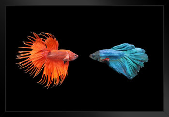 Siamese Fighting Fish Photo Photograph Beta Cool Fish Poster Aquatic Wall Decor Fish Pictures Wall Art Underwater Picture of Fish for Wall Wildlife Reef Poster Matted Framed Art Wall Decor 26x20