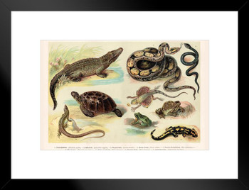 Reptiles Lithograph 1888 Vintage Biology Poster Amphibian Reptile Posters Science Charts and Posters Reptile Scales Biology WIldlife Nature Art Print Matted Framed Art Wall Decor 20x26
