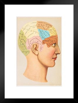 Phrenology Human Brain Skull Anatomy Vintage Illustration 1891 Educational Chart Diagram Matted Framed Art Wall Decor 20x26