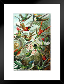 Trochilidae Variety Hummingbirds Ernst Haeckel Bird Pictures Wall Decor Beautiful Art Wall Decor Feather Prints Wall Art Nature Animal Bird Prints Matted Framed Art Wall Decor 20x26