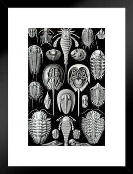 Ernst Haeckel Aspidonia Merostomata Trilobita Nature Art Forms Illustration Print Matted Framed Wall Art Print 20x26