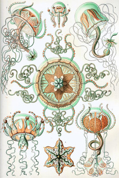 Laminated Ernst Haeckel Trachomedusae Jellyfish Free Swimming Marine Animals Illustration Art Poster Dry Erase Sign 12x18