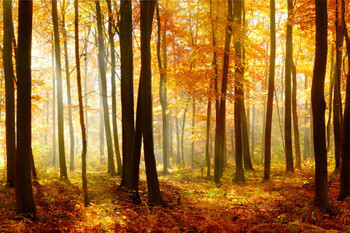 Laminated Autumn Beech Tree Forest Illuminated by Sunlight Photo Art Print Poster Dry Erase Sign 18x12
