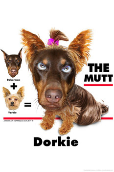 Laminated Dorkie The Mutt Funny Hybrid Dog Posters For Wall Funny Dog Wall Art Dog Wall Decor Dog Posters For Kids Bedroom Animal Wall Poster Cute Animal Posters Poster Dry Erase Sign 12x18