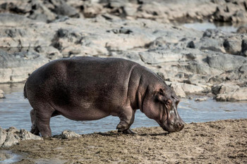 Laminated Hippopotamus Near River Serengeti National Park Photo Art Print Poster Dry Erase Sign 18x12