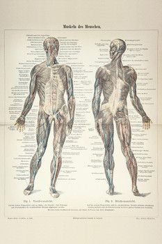 Laminated Human Muscles German 1896 Diagram Engraving Art Print Poster Dry Erase Sign 12x18