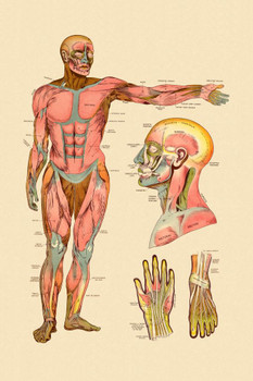 Laminated Diagram Of Front Muscles Of Human Body Vintage Anatomy Chart Poster Dry Erase Sign 12x18