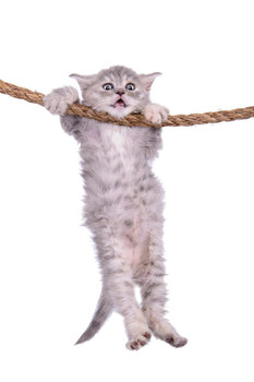 Laminated Kitten Hanging Onto Rope Hang in There Cat Poster Funny Wall Posters Kitten Posters for Wall Motivational Cat Poster Funny Cat Poster Inspirational Cat Poster Poster Dry Erase Sign 12x18