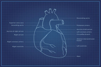 Laminated Human Heart Blueprint Diagram Educational Chart Poster Dry Erase Sign 18x12