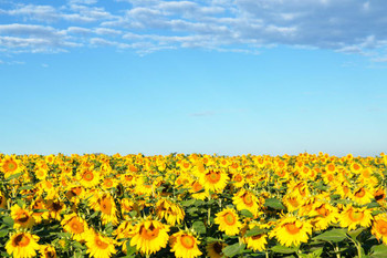 Laminated Sunflower Field Blue Sky Provence France Photo Art Print Poster Dry Erase Sign 18x12