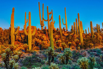 Laminated Saguaros at Dusk Saguaro National Park Photo Art Print Poster Dry Erase Sign 18x12