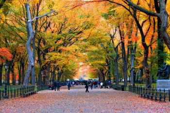 Laminated New York City Central Park Walk in the Park Photo Art Print Poster Dry Erase Sign 18x12