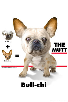 Laminated Bull Chi The Mutt Funny Hybrid Dog Posters For Wall Funny Dog Wall Art Dog Wall Decor Dog Posters For Kids Bedroom Animal Wall Poster Cute Animal Posters Poster Dry Erase Sign 12x18